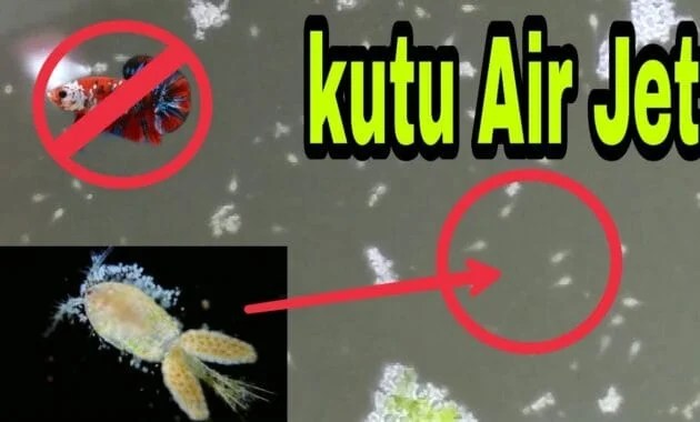 √ Apakah Boleh Memberikan Kutu Air Jet untuk Cupang? Simak