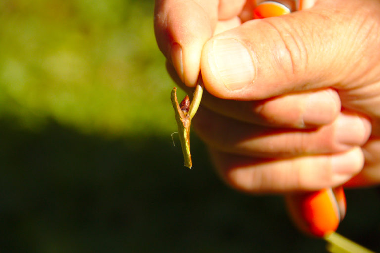 Greffe d'Août ajoutez de la variété dans vos arbres fruitiers