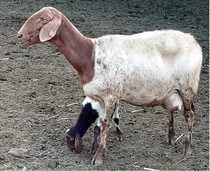 Conservazione On Farm Di Popolazioni Zootecniche - Terrà Blog 587_x_722_png
