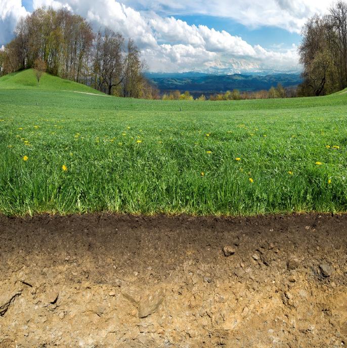Grundlagen Boden 3 Humus das unbekannte Wesen terrABC