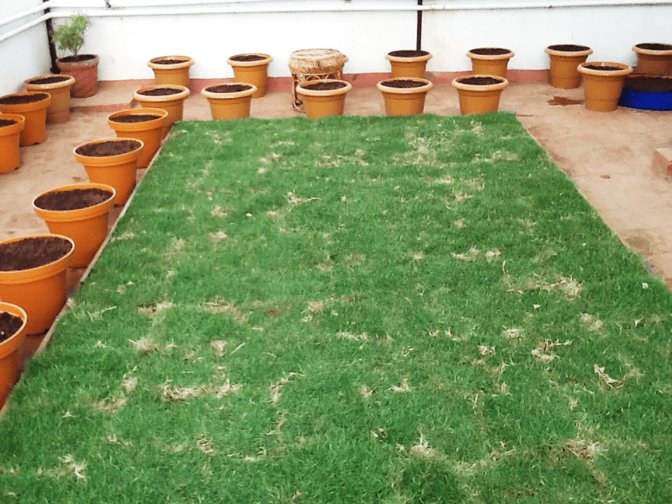 Terrace Garden Ideas Chennai Fasci Garden