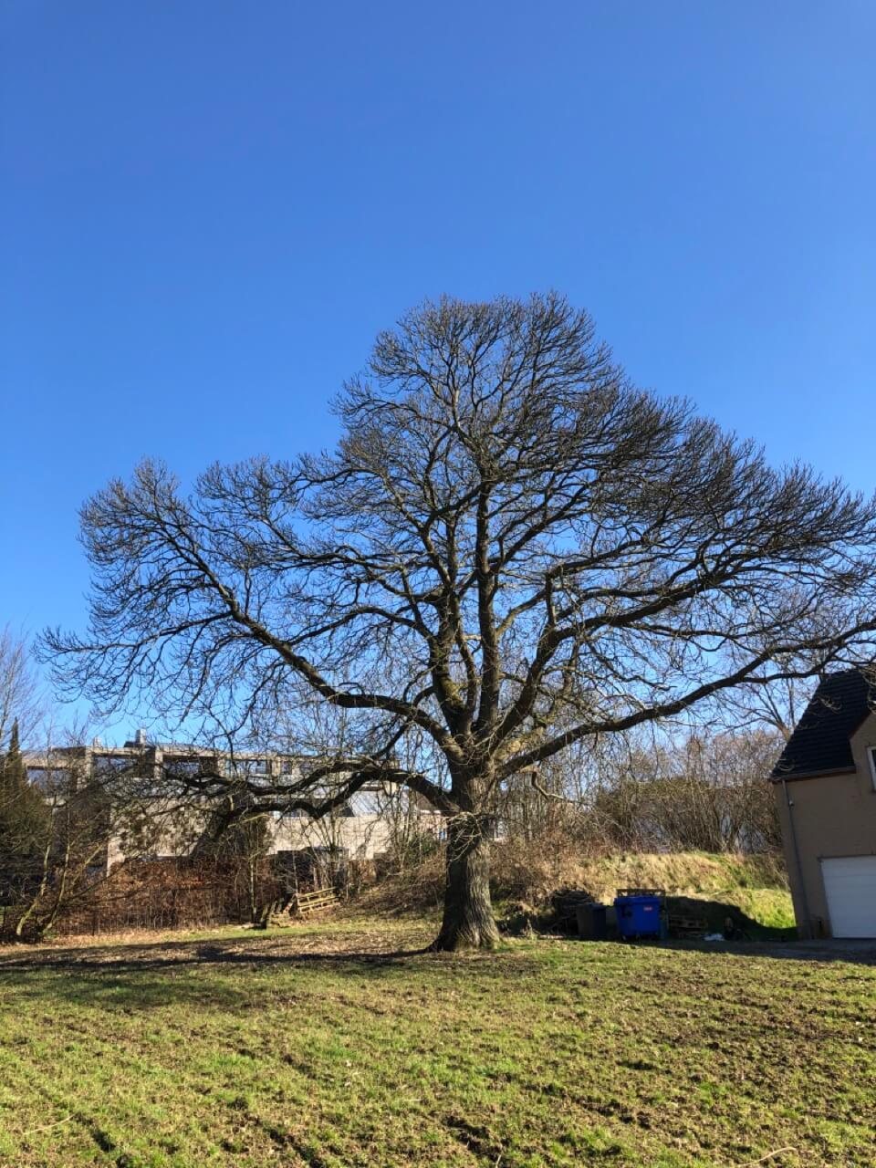 Taille douce d'un châtaignier remarquable Terracime
