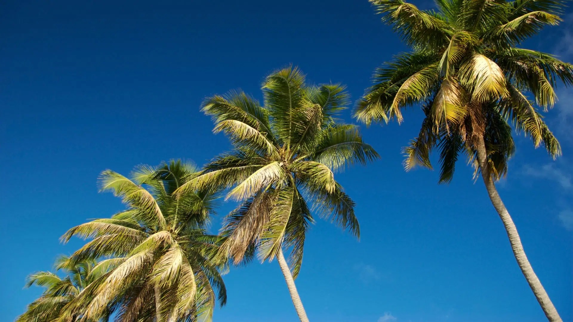 Palm Trees Unveiled Lifespan, Growth Rate, and Care