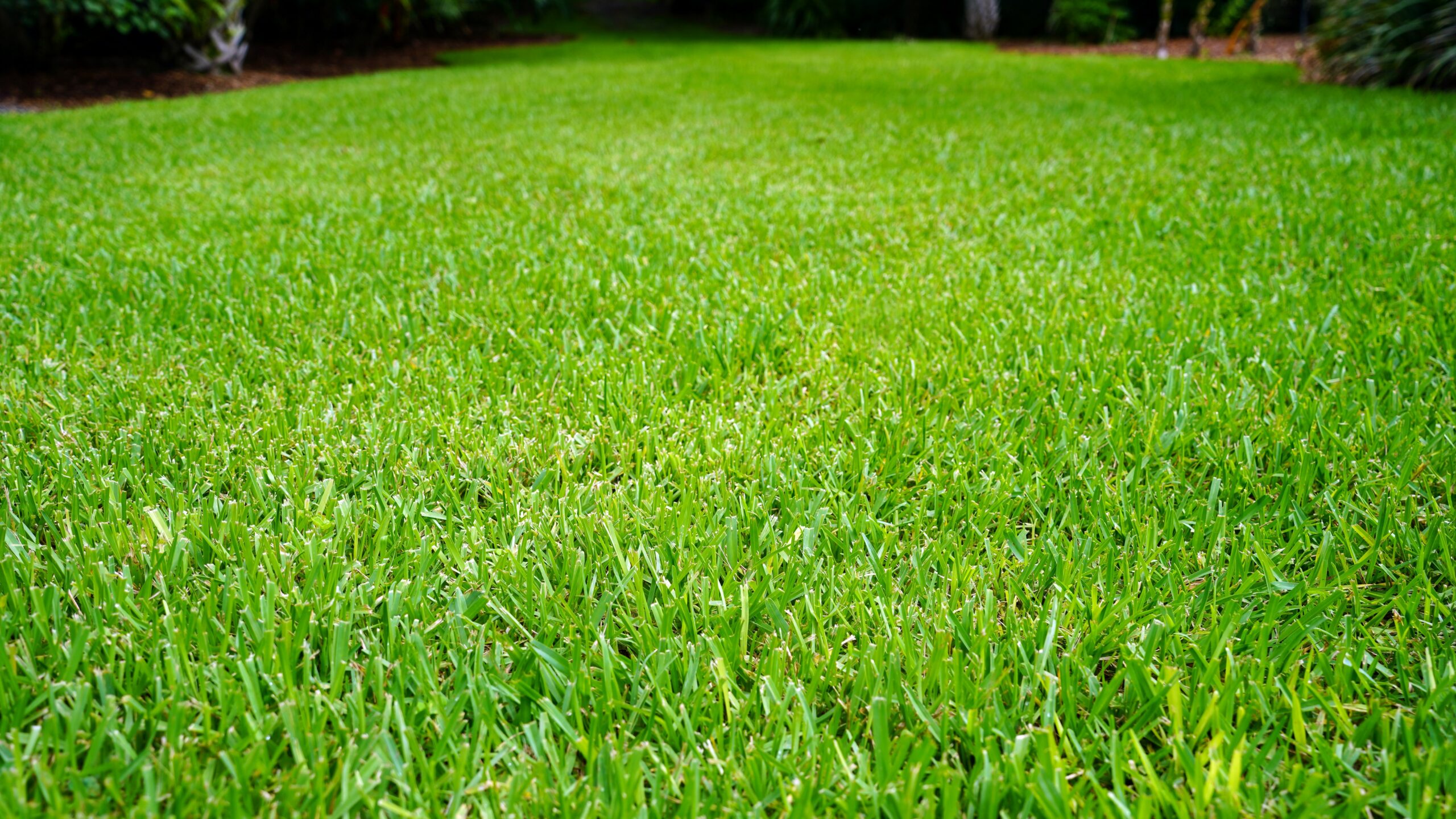 St. Augustine Grass Fertilization Guide