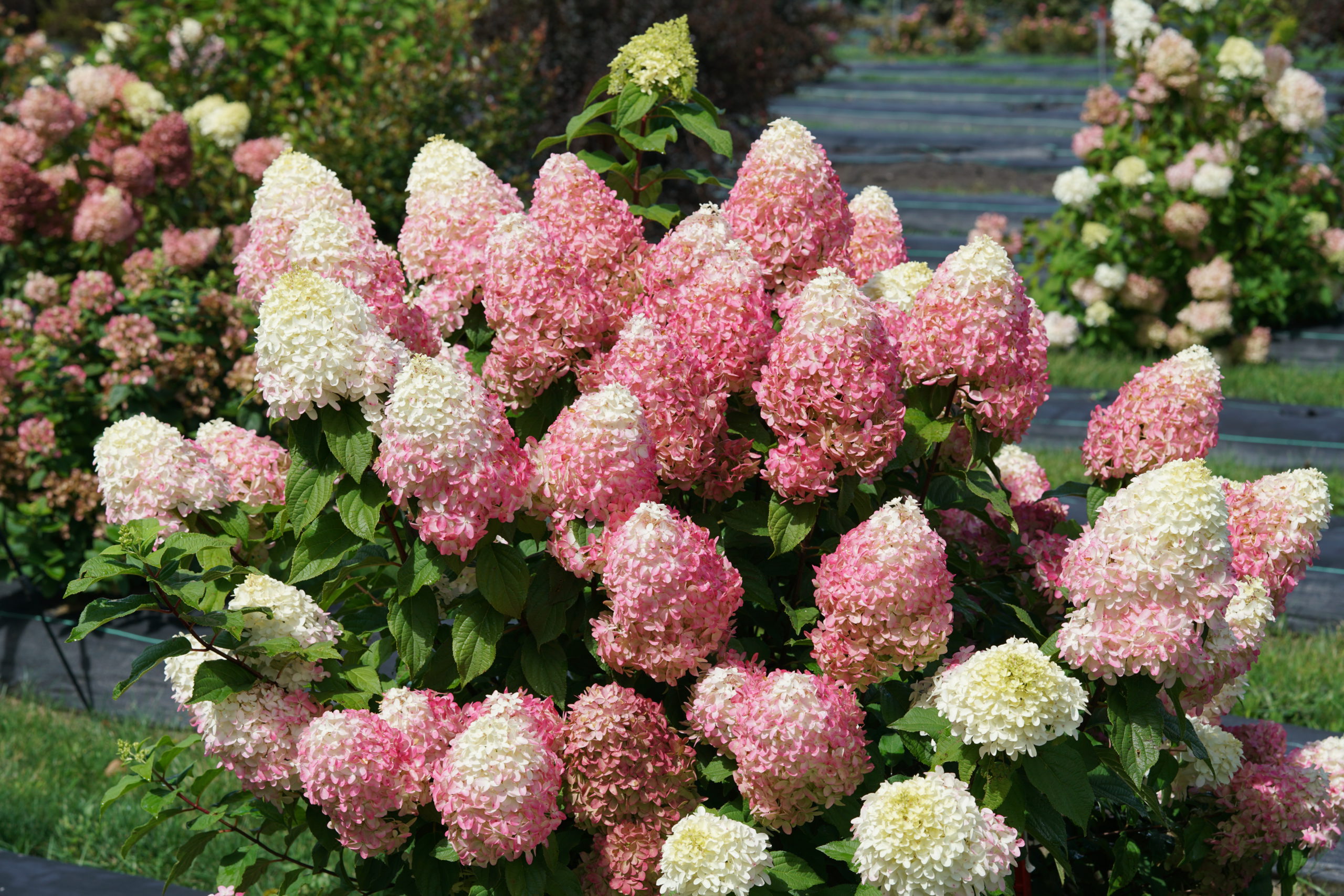 Hydrangea Quick Fire Fab 2gal by Proven Winners TERRA Greenhouses
