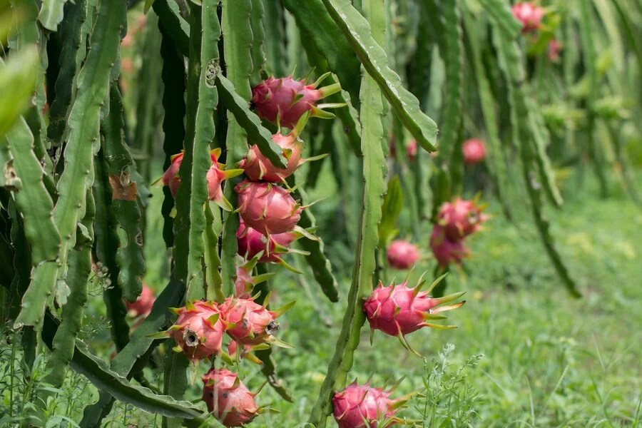 Unveiling the Secrets of Dragon Fruit Farming A Profitable