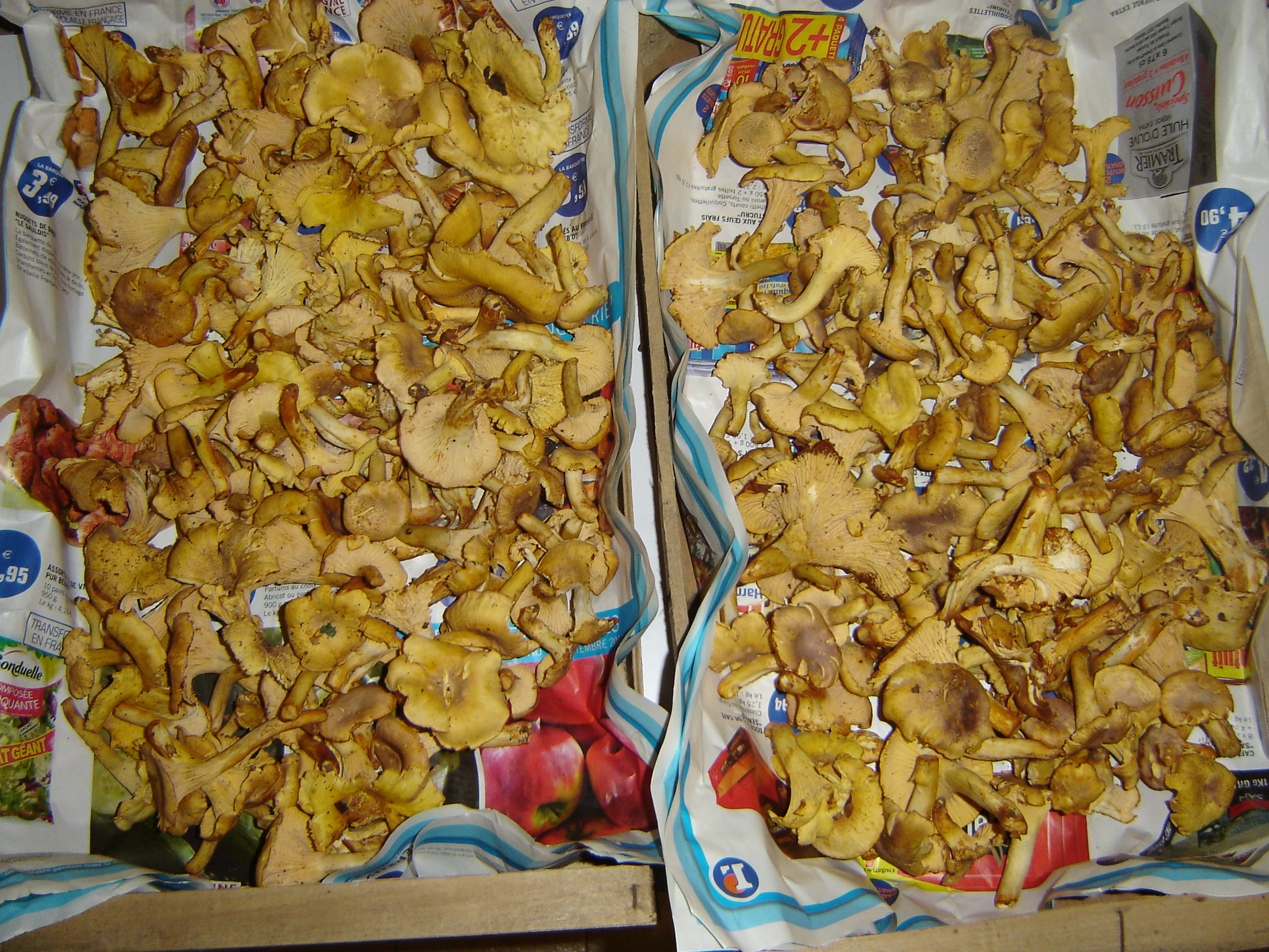 Une cueillette de chanterelles Terra Morchellarum