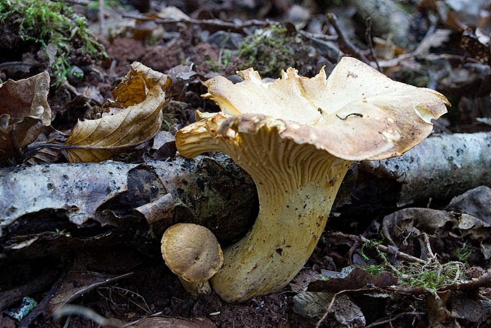 Une cueillette de chanterelles Terra Morchellarum