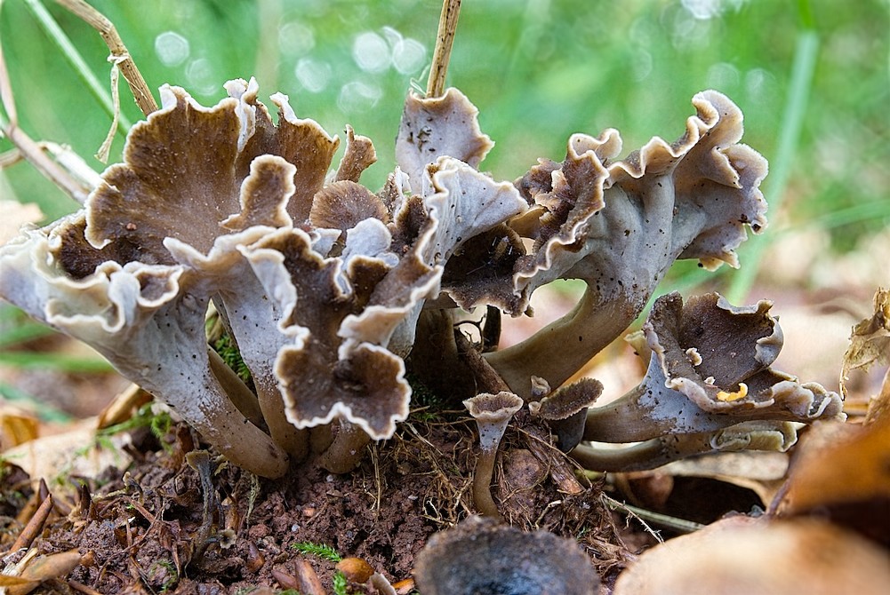 Une cueillette de chanterelles Terra Morchellarum
