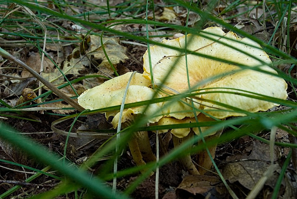 Une cueillette de chanterelles Terra Morchellarum