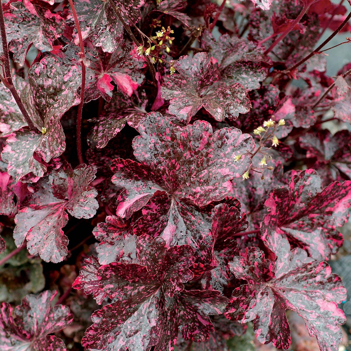 Heuchera ‘Midnight Rose’ TERRA NOVA® Nurseries, Inc.