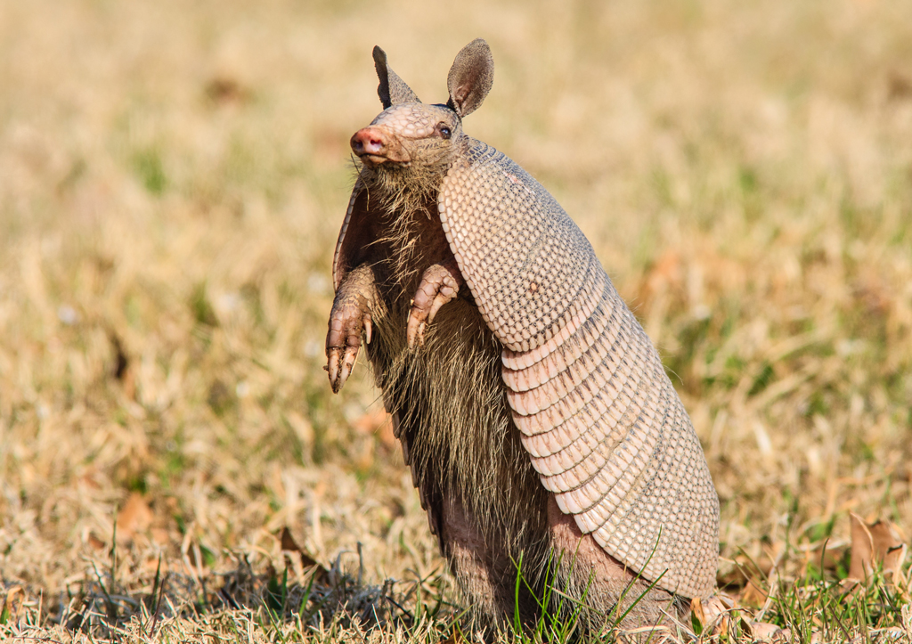Armadillo Hunting in Argentina Hunting Trips & Packages