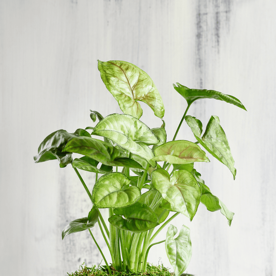 Syngonium Arrowhead (podophyllum) in Terrariums Terrarium Creations