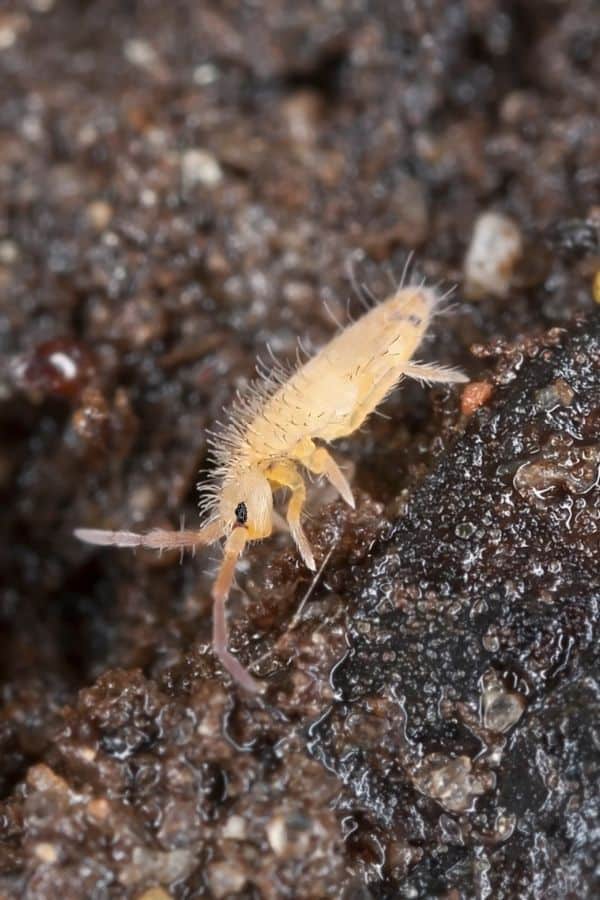 Call in the Cleanup Crew Beneficial Terrarium Insects & Bugs