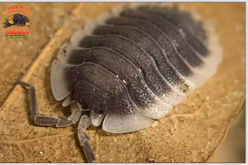 Porcellio werneri How to Care for the Greek Shield Isopod