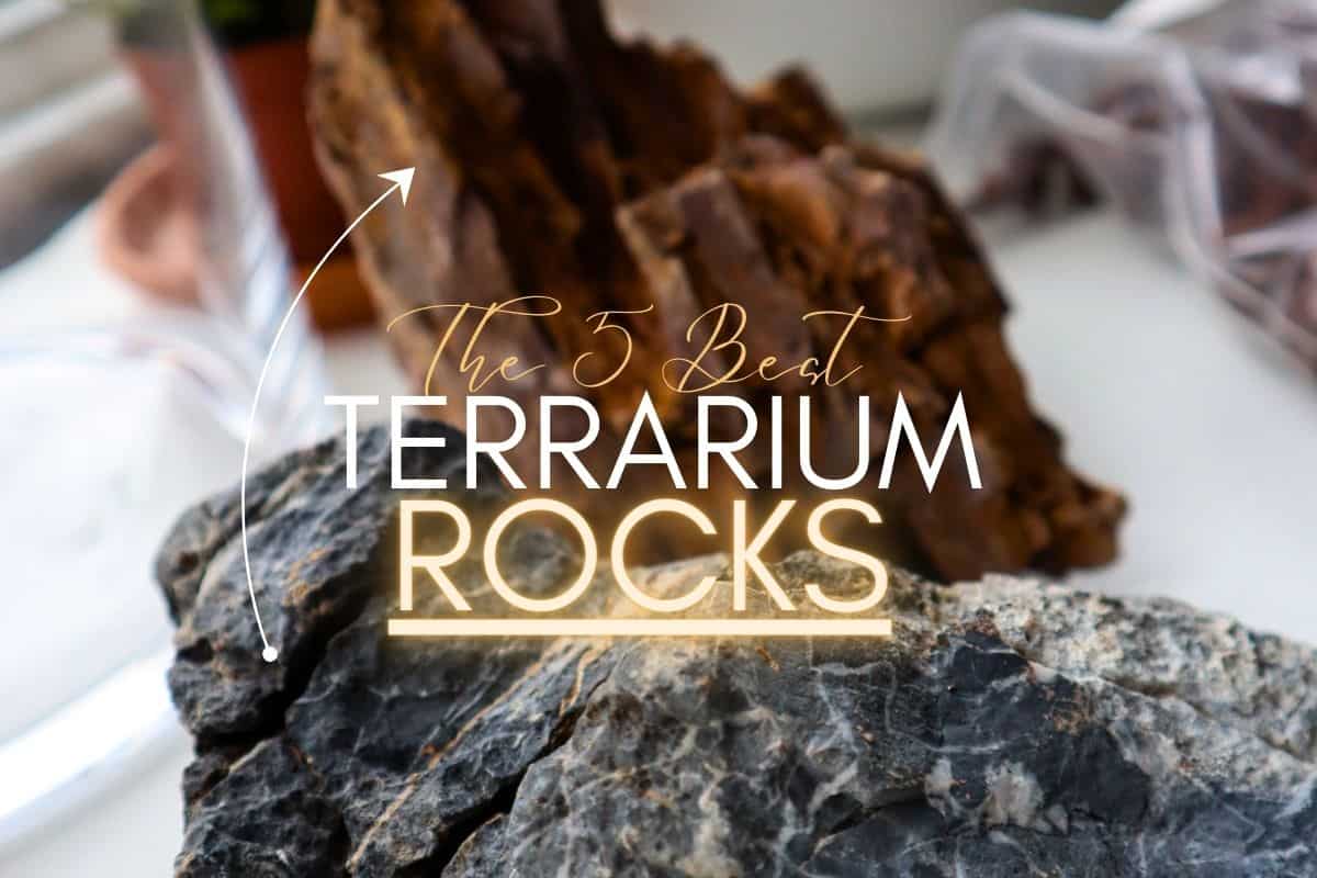 5 Visually Stunning Terrarium Rocks for Creative Planting