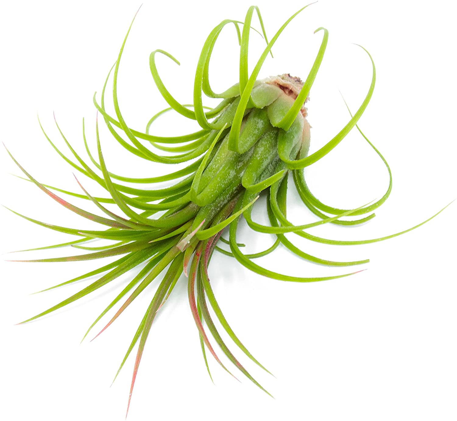 10 Best Miniature Terrarium Plants to have in 2022 Terrarium Universe