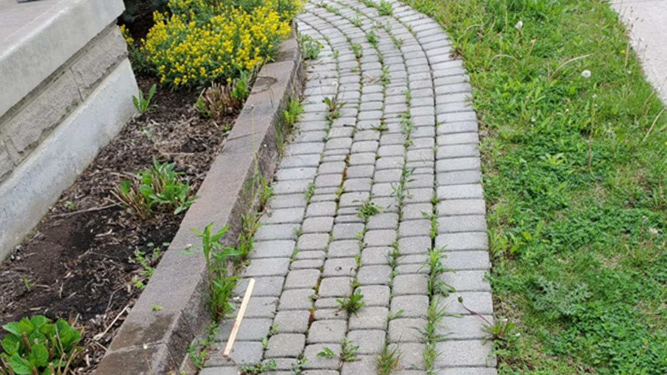 How To Properly Get Rid of Weeds in Interlock Terrastone Landscaping