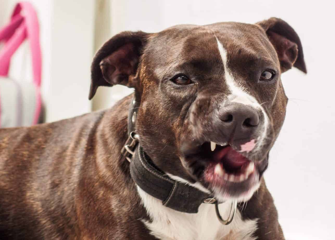 When Do Pitbull’s Stop Teething [Quick Guide + Tips]