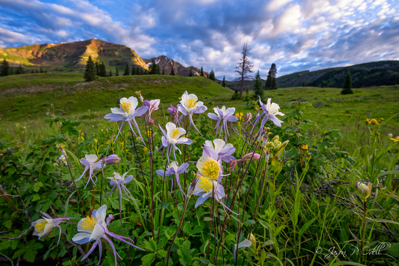 Friday Field Trip Colorado Wildflowers Terry Odell