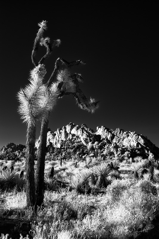 Friday Field Trip Joshua Tree Terry Odell
