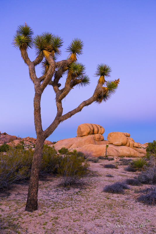 Friday Field Trip Joshua Tree Terry Odell