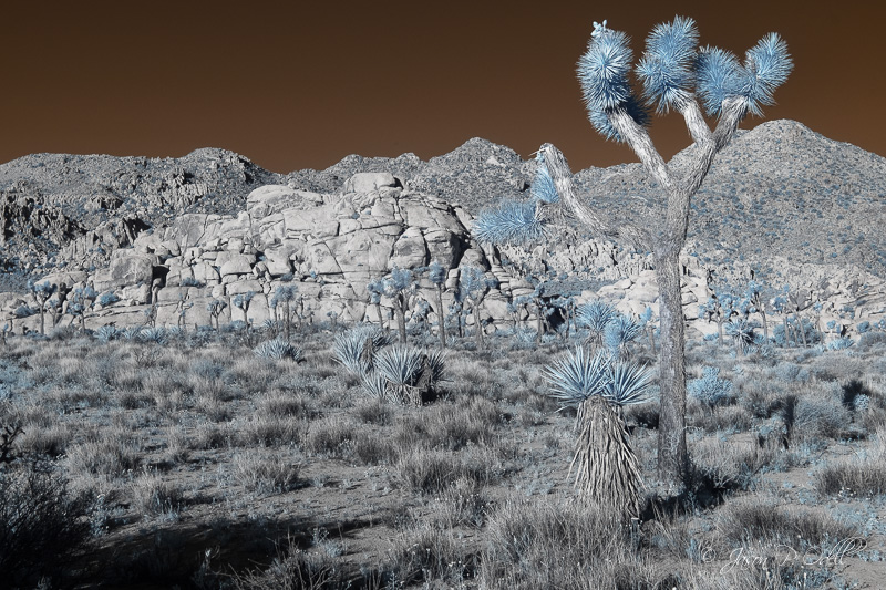 Friday Field Trip Joshua Tree Terry Odell