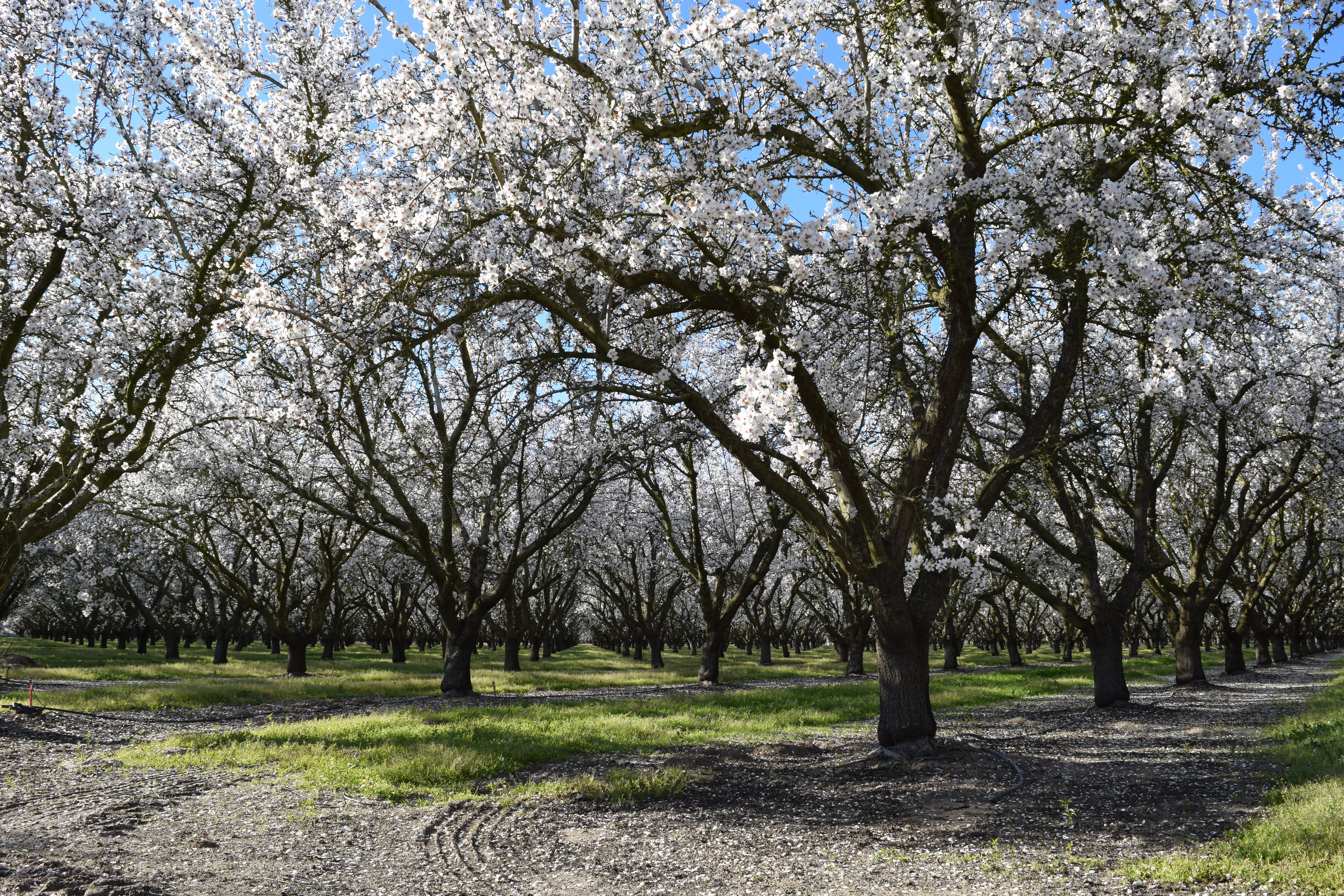 Almond Orchard Terry Withrow