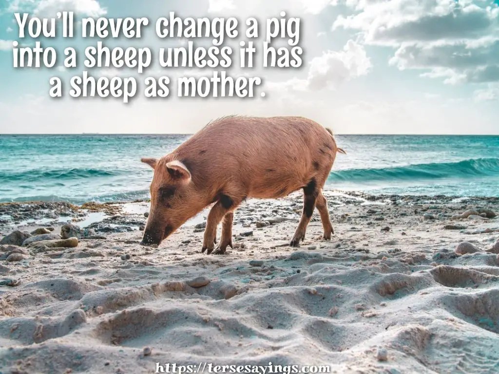 funny pig quotes
