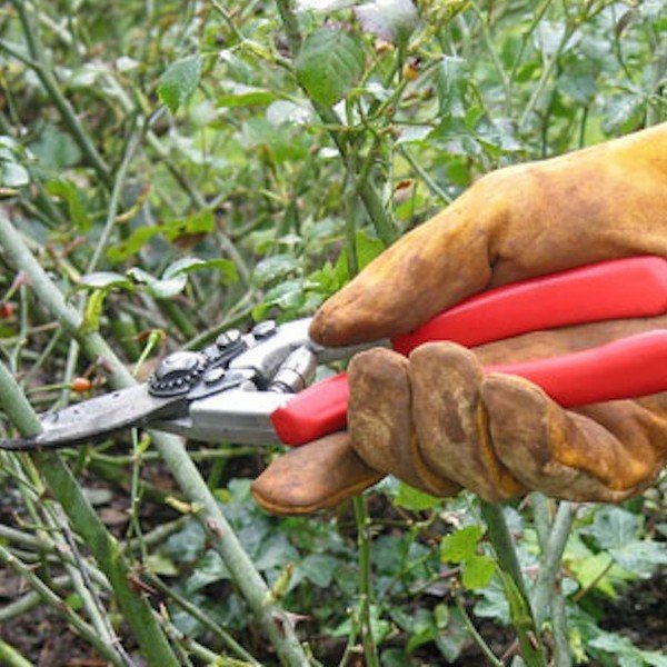 rose pruning tips pruning Anthony Tesselaar Plants