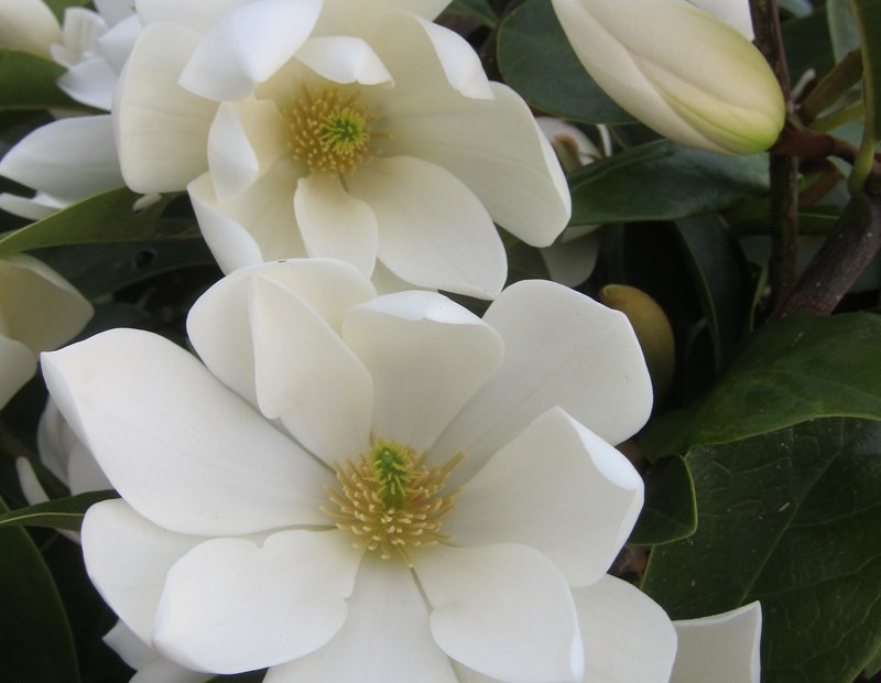 Plant a flowering hedge Anthony Tesselaar Plants