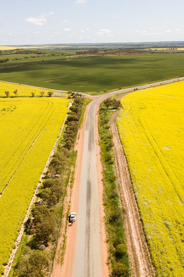 Visiting the Canola Fields in York