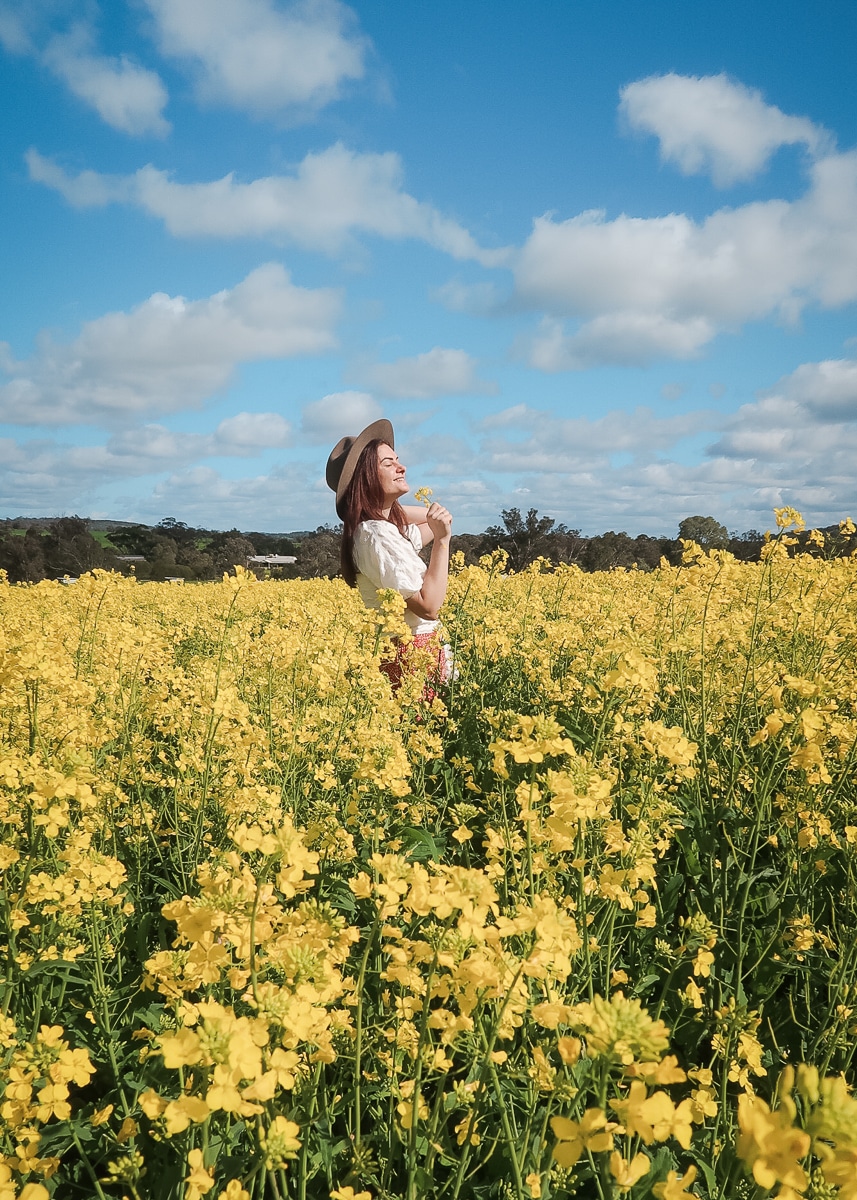 Visiting the Canola Fields in York
