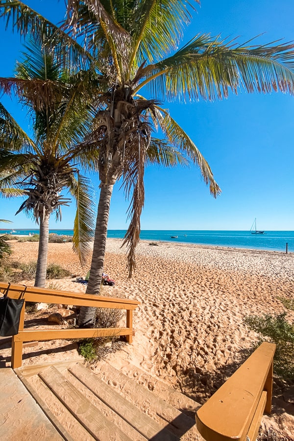 Monkey Mia Dolphin Feeding Experience What to Expect