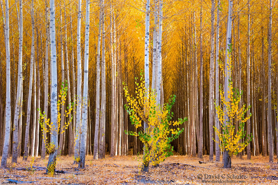Boardman Oregon Tree Farm