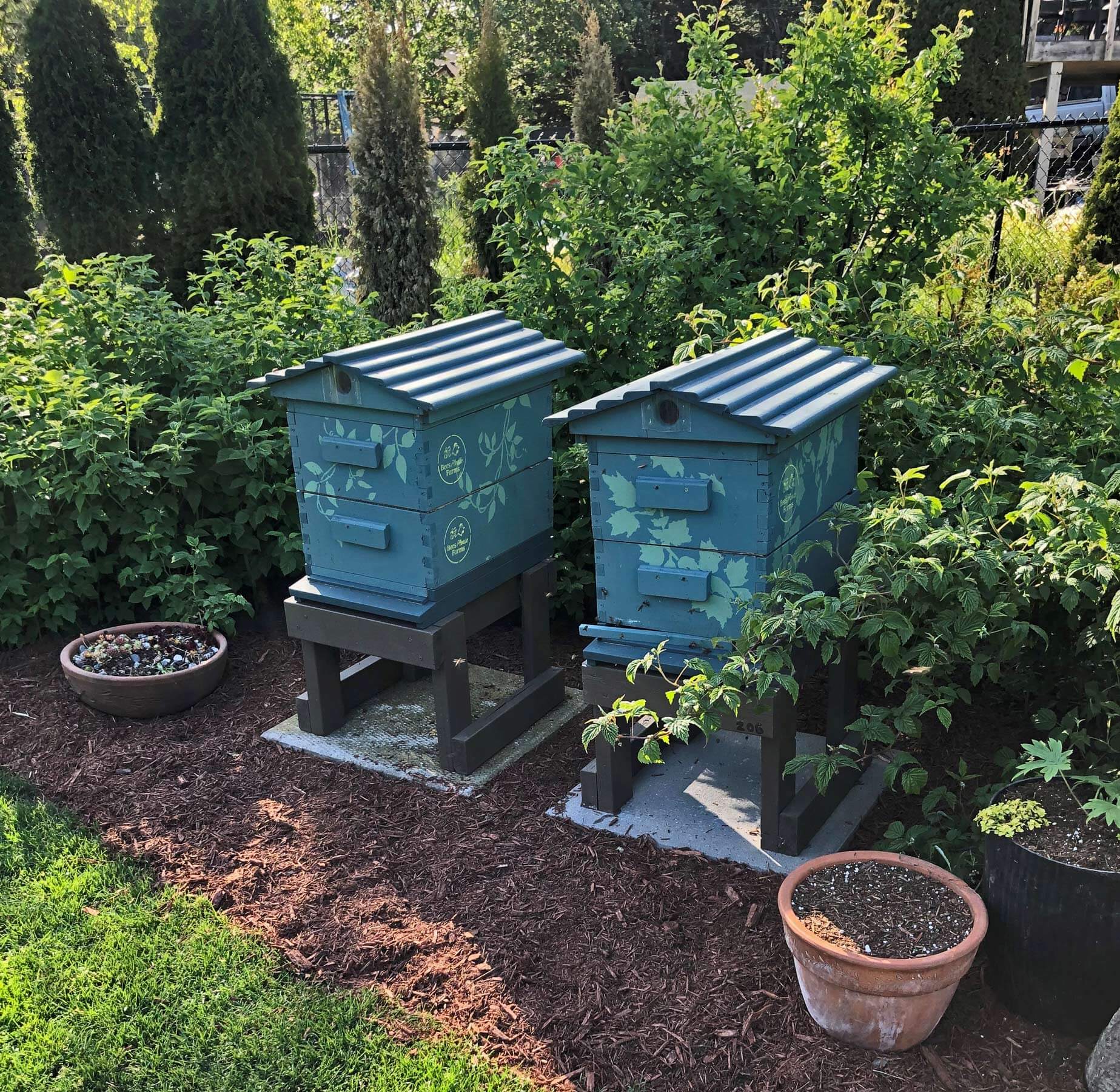 Hive Rental Bees Please