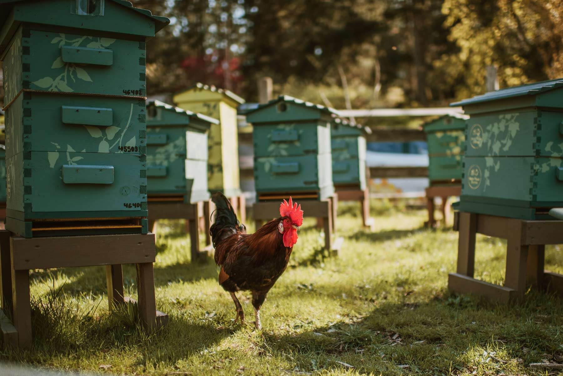 Hive Rental Bees Please