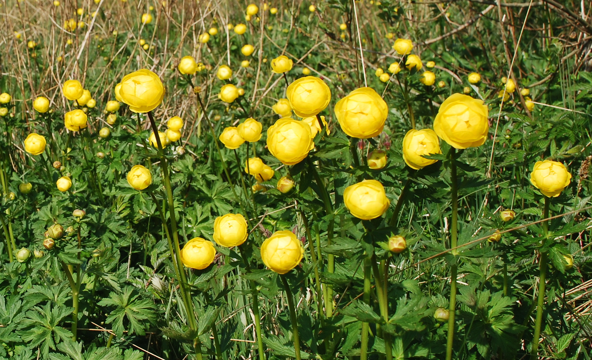 Globe flower Kongeåen