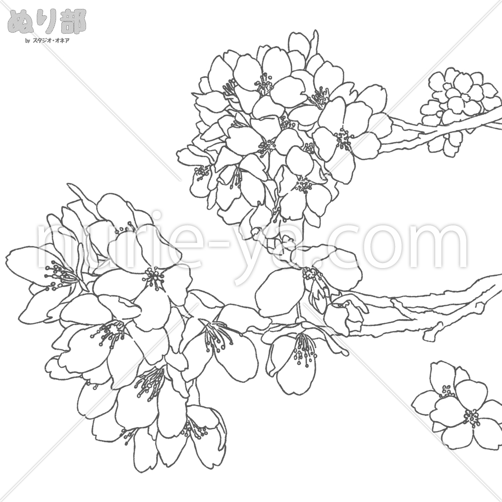 【無料】桜の花の塗り絵 ぬり部