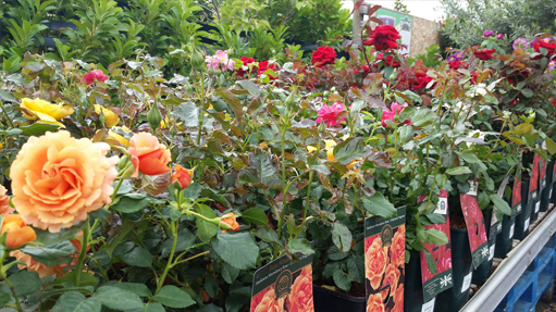 Deals & Offers Roden Garden Centre, Roden, Telford, Shropshire