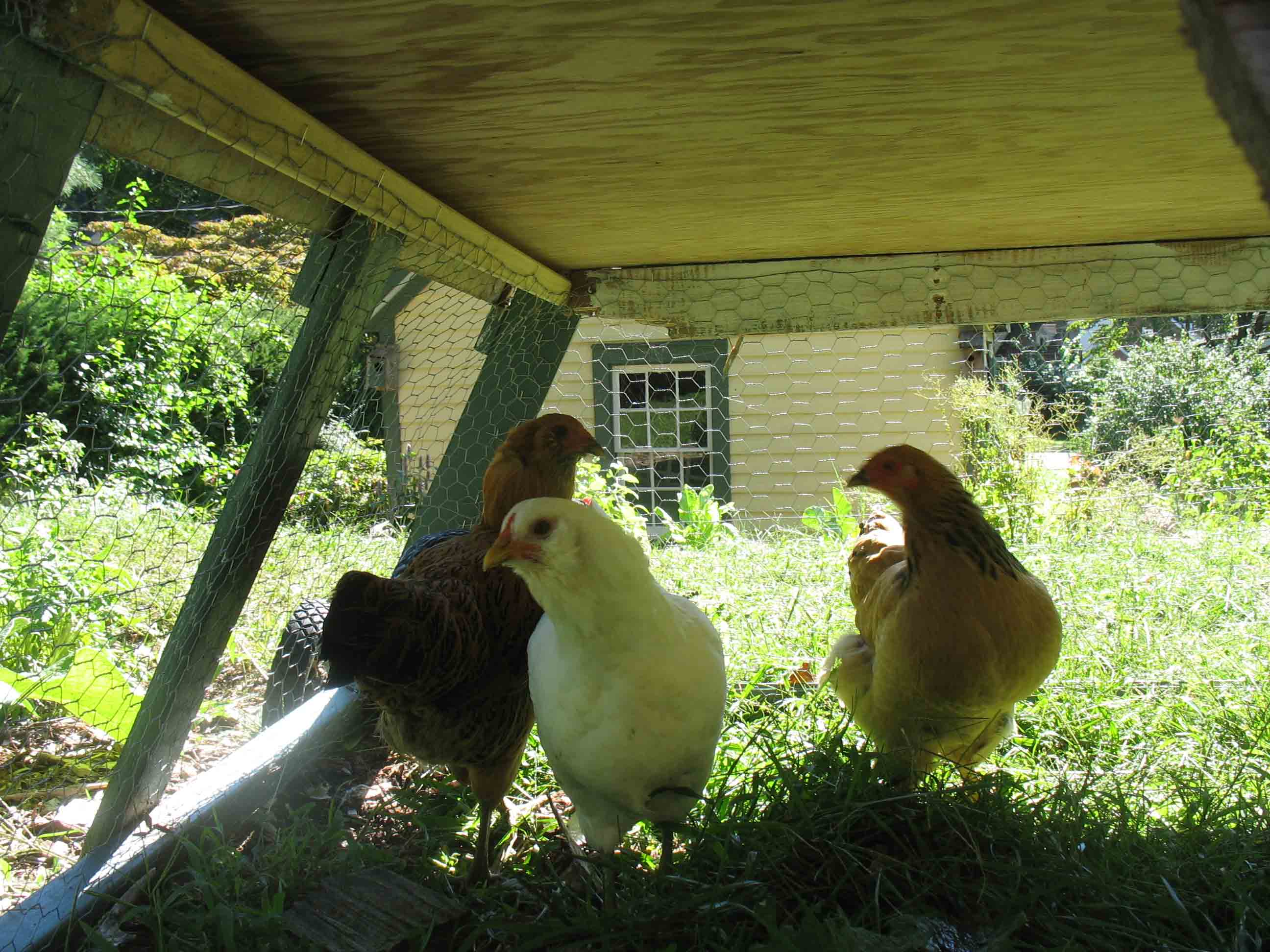 chickens in their coop Suburban Foragers Suburban Foragers