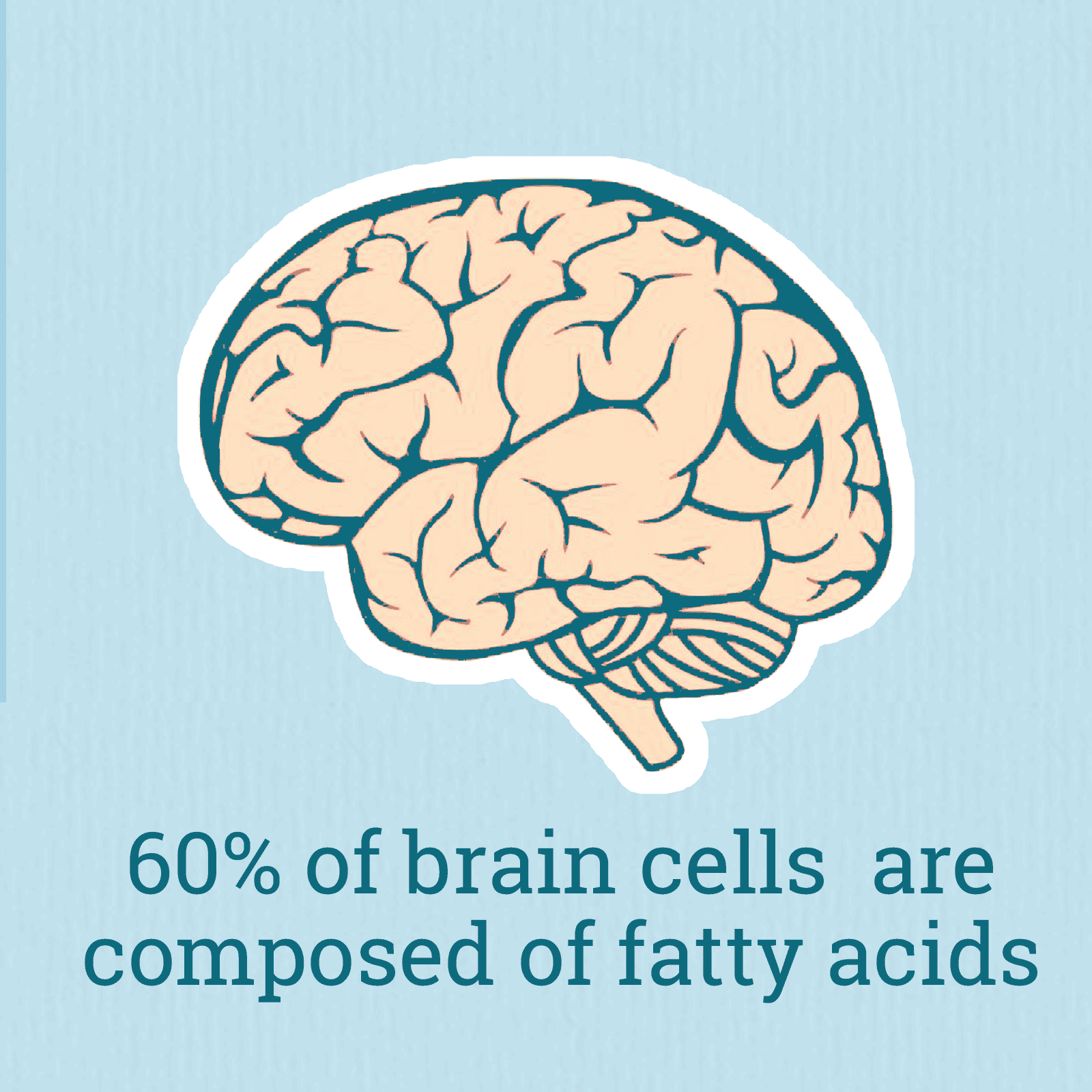 Krill Oil vs Omega3 from algae Oil Exploring the Differences