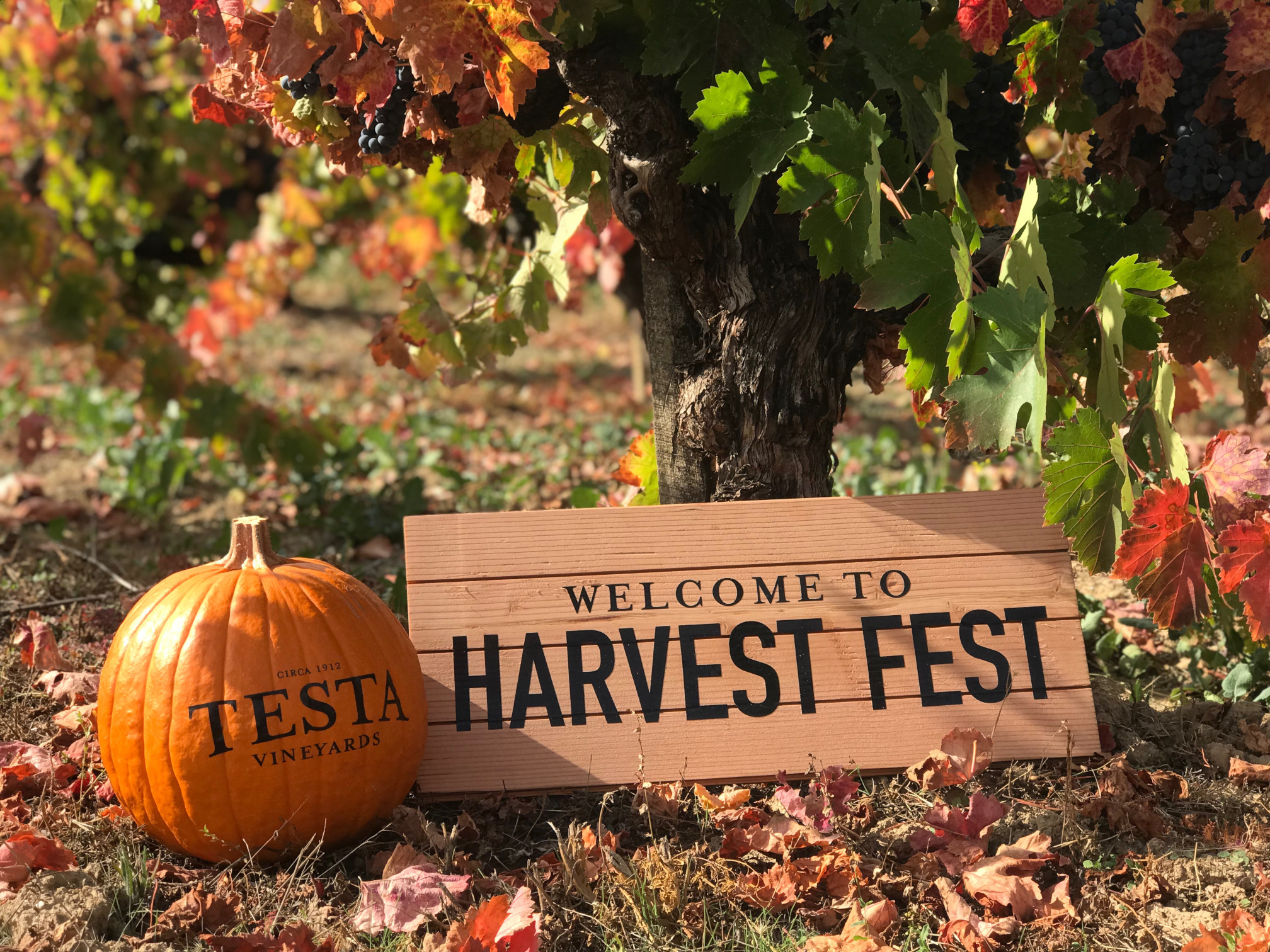 Harvest Fest at Testa! Testa Ranch