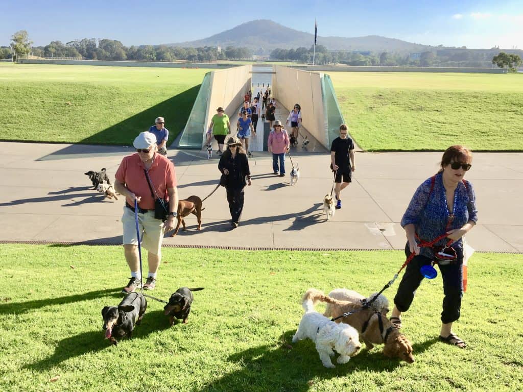 Dog Friendly Canberra news and tips Canberra Dog Walks