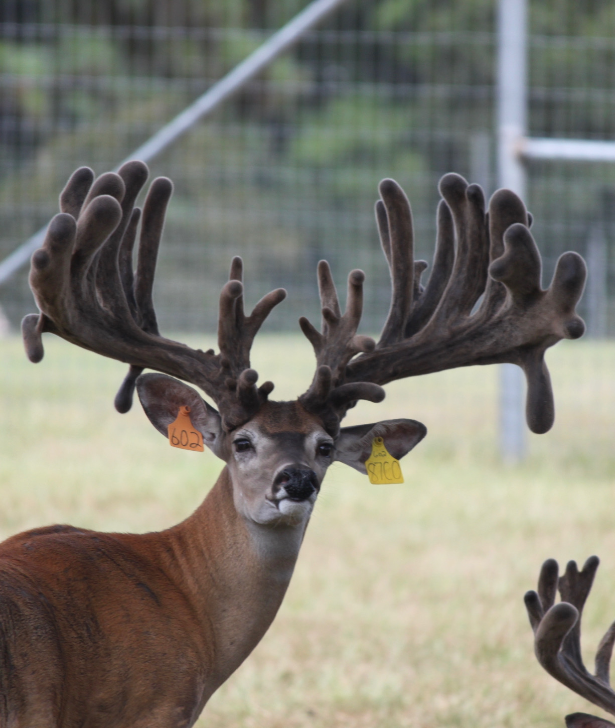 Breeding Killian's Whitetails
