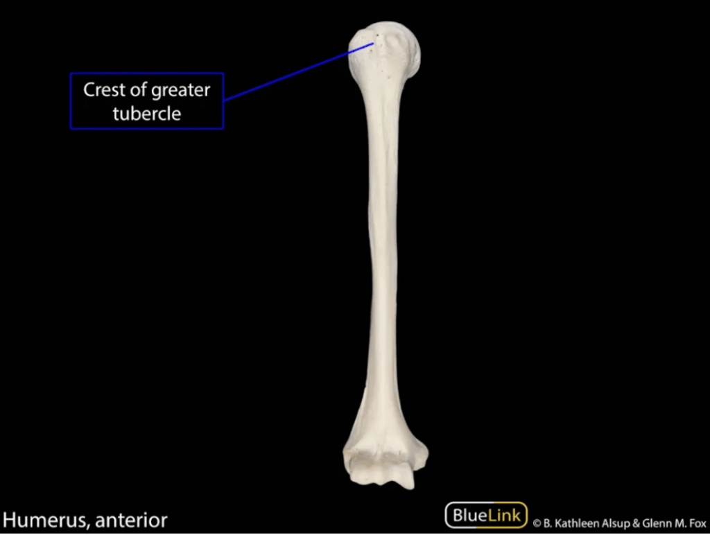 Best Anki Deck For Step 1 2024 [ANKI USMLE GUIDE]