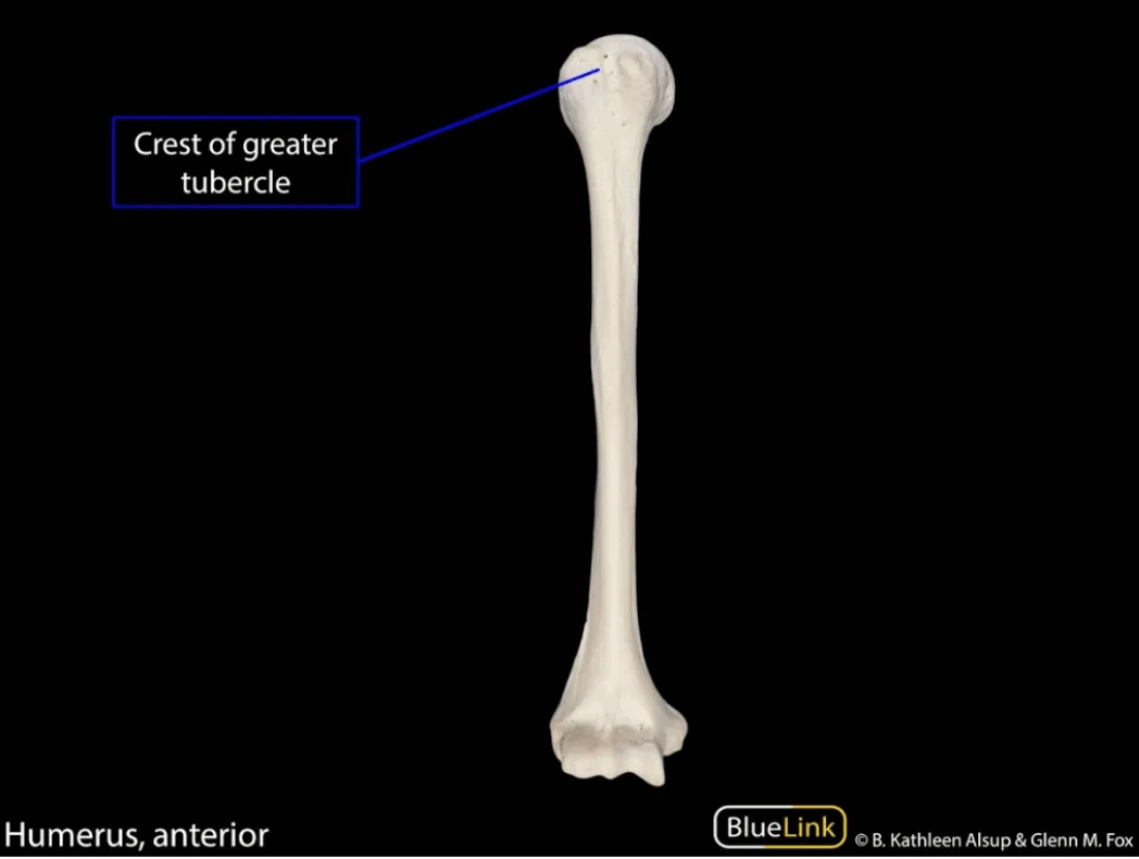 Best Anki Deck For Step 1 2024 [ANKI USMLE GUIDE]