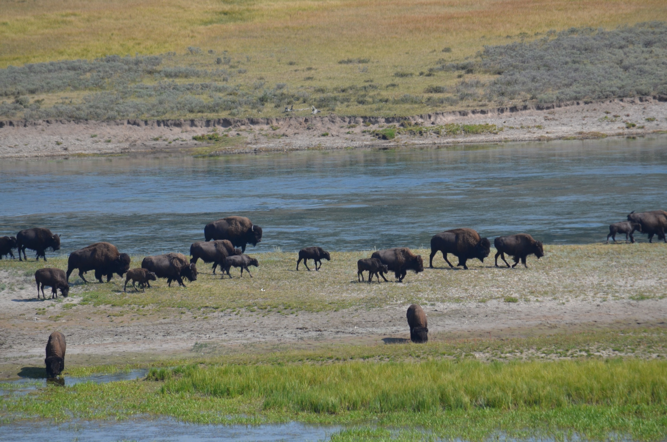 Yellowstone Upper Loop Tours of Yellowstone National Park