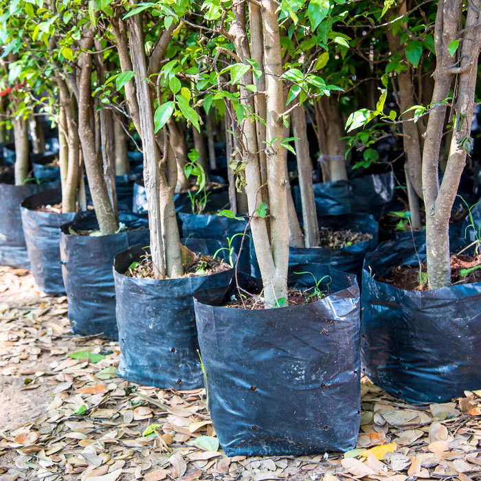 Rexburg Tree Nursery Trees & Shrubs Teton Turf & Tree Farms