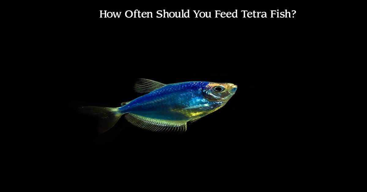 How Often Should You Feed Tetra Fish? Tetra Fish Care